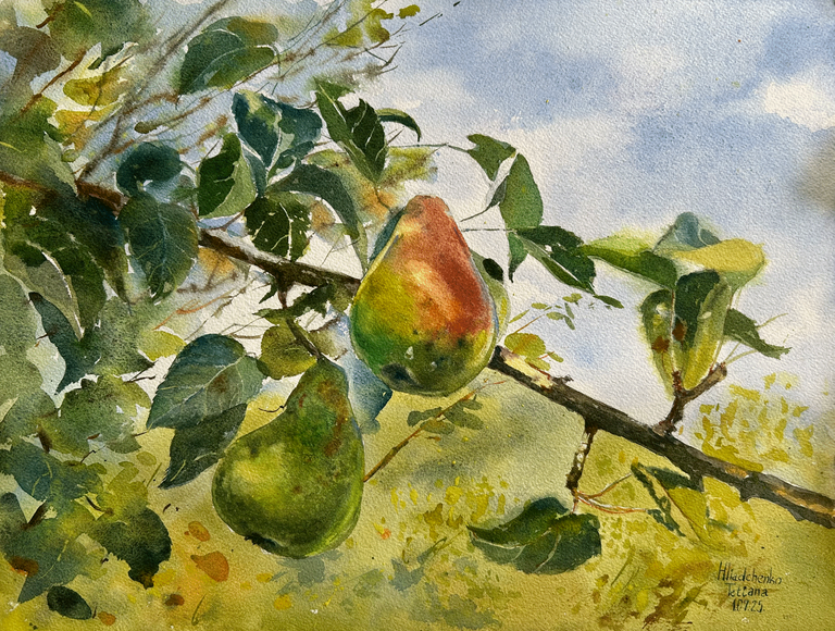 Webs Pears from our Home Garden 2025